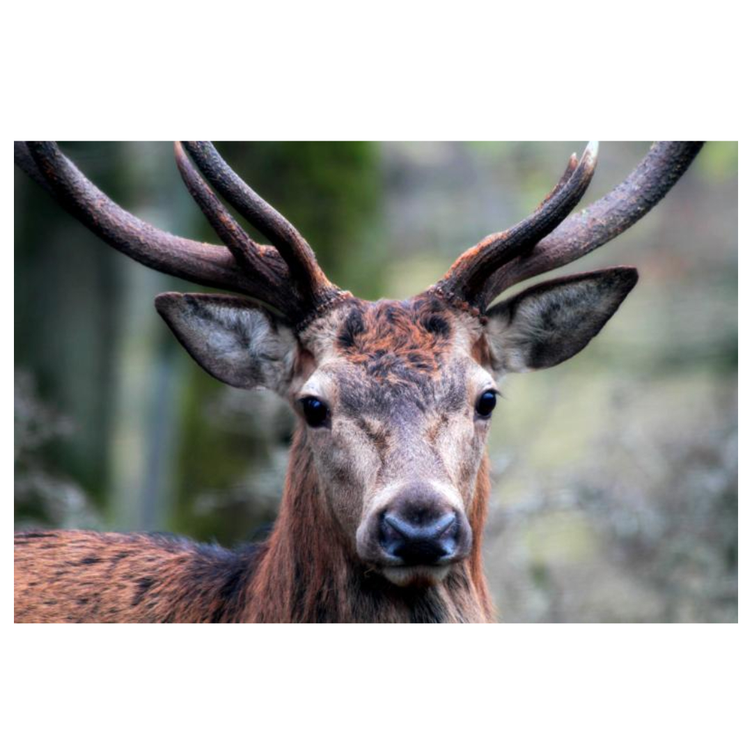 녹용 효능과 관련된 사진입니다.