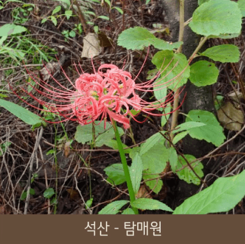 2025년 화담숲 예약