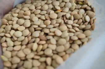 렌틸콩 밥하는 초간단 조리법과 건강 정보_15