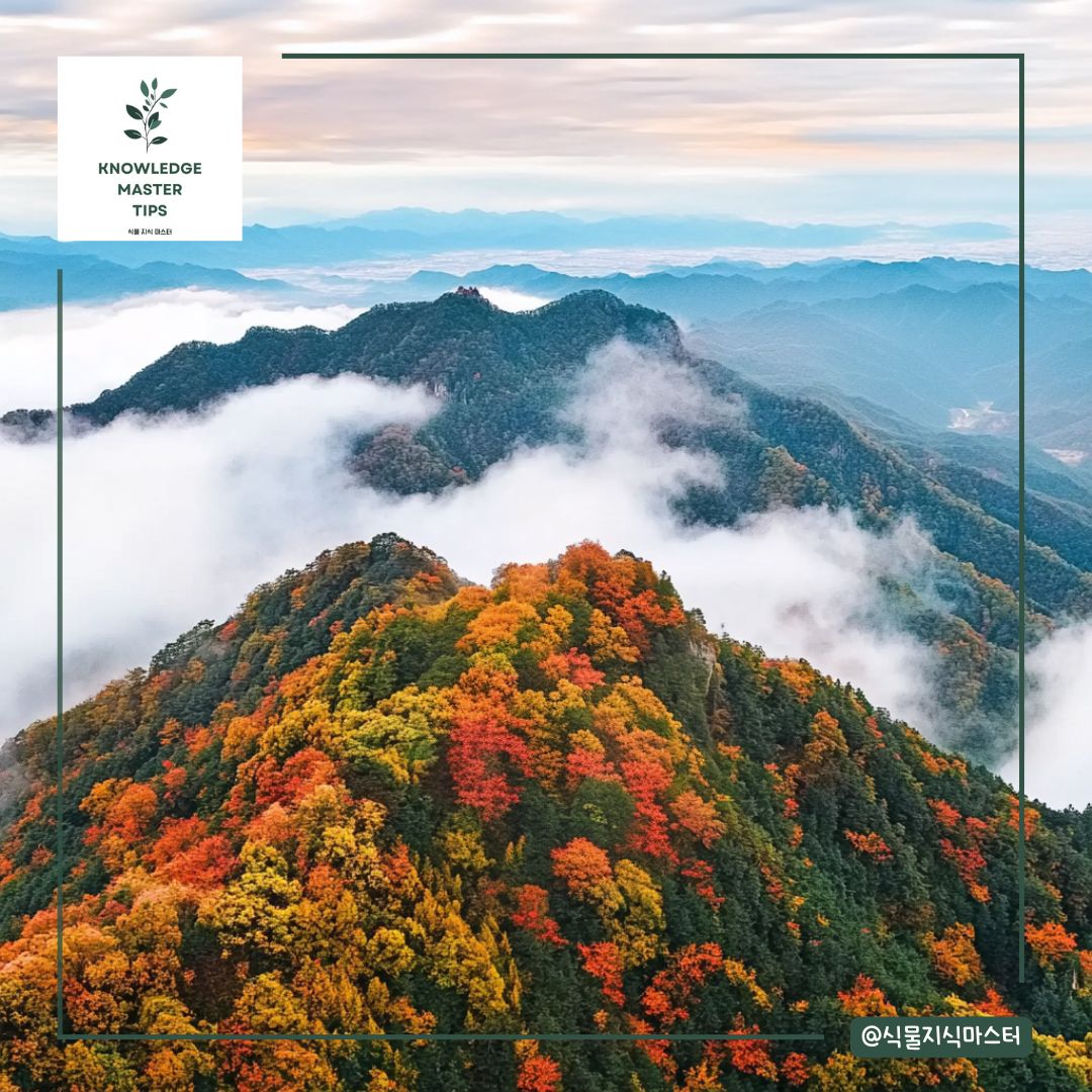 경상도 단풍 명소 - 팔공산