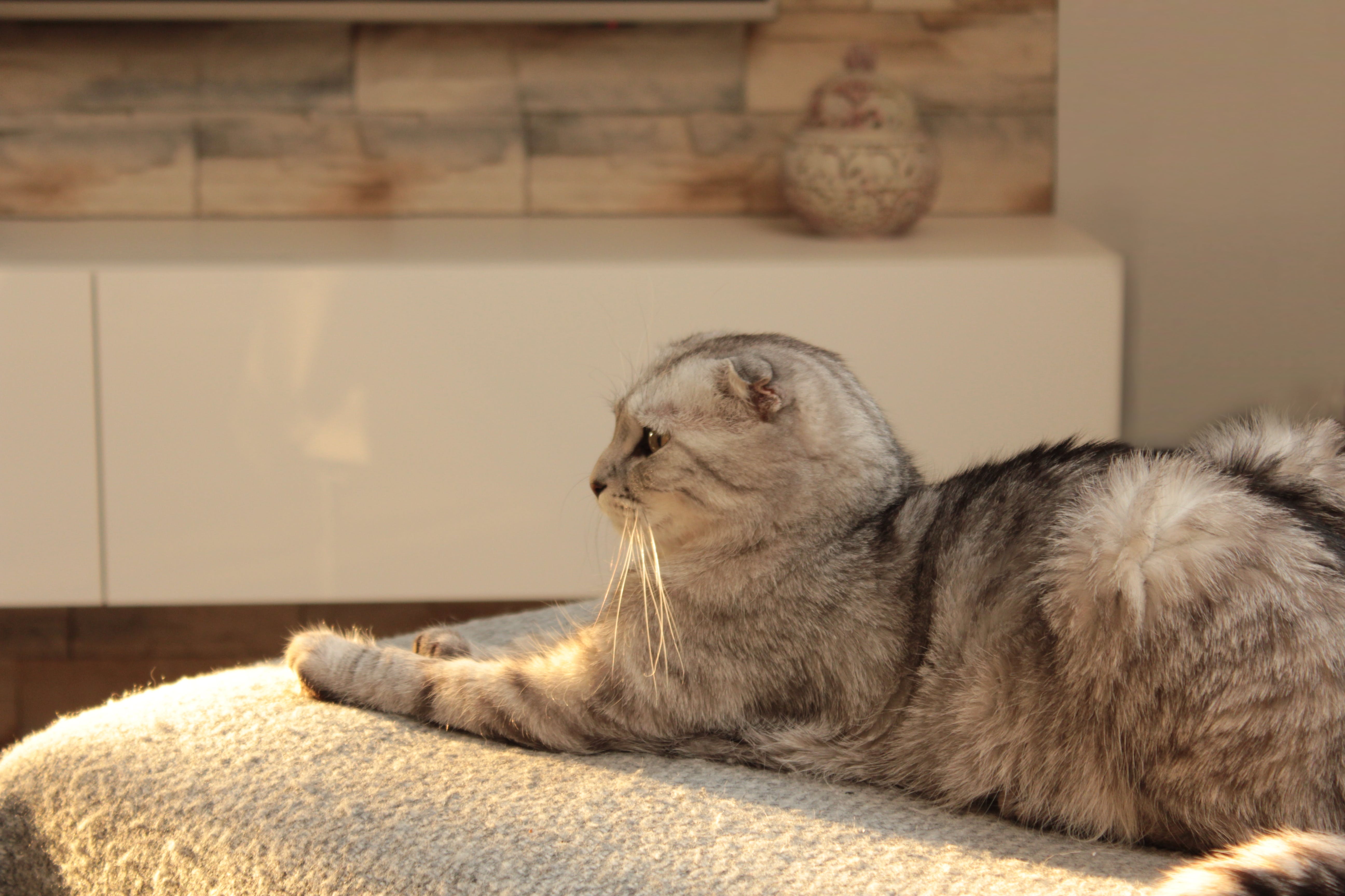 스코티시 폴드 성묘