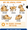 강아지 발작,경련,균형상실, 시력저하,감각상실, 머리를 한쪽으로 기울이는 증상 의식저하,혼수상태 빠지면 (뇌염,병원비 150~500만원 장난아님)