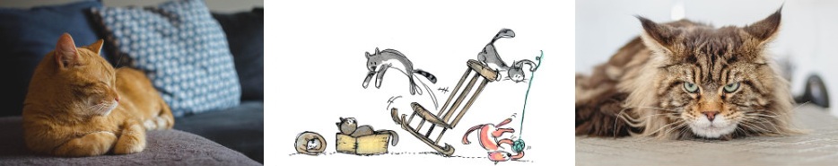 고양이 배변실수