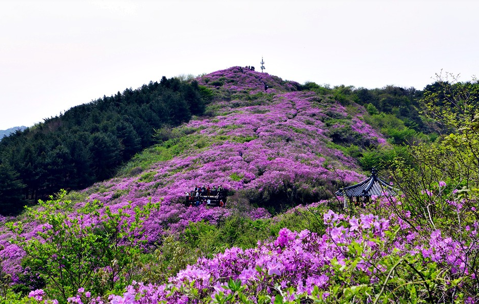 봉화산 철쭉군락지