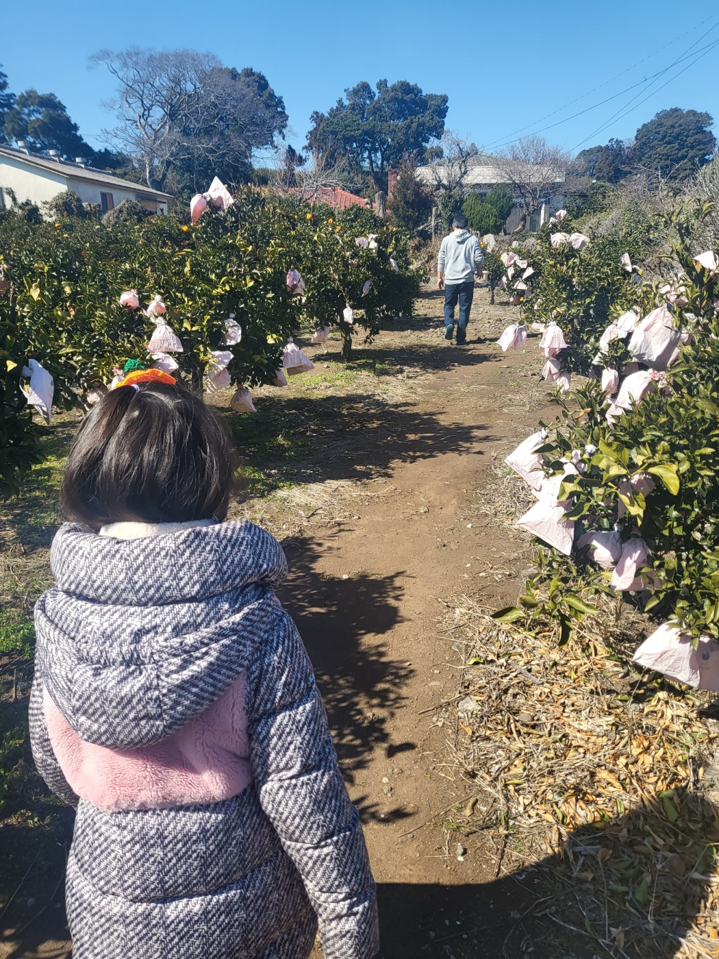 제주도 한라봉 체험, 감귤 체험