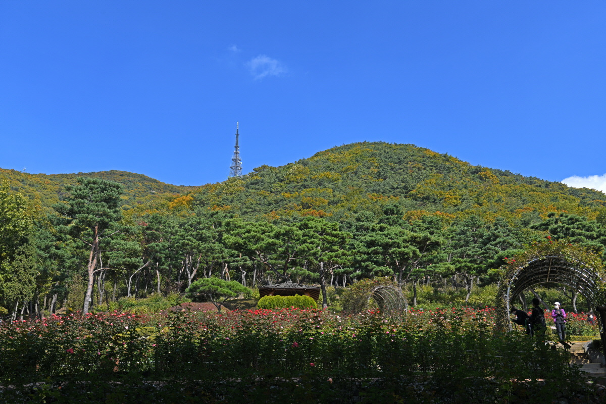 인천 계양산장미원 개화 시기부터 포토존까지 한눈에 정리!