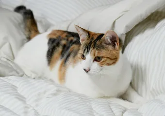 집고양이 vs 길고양이 평균 수명 차이 심층 분석_11