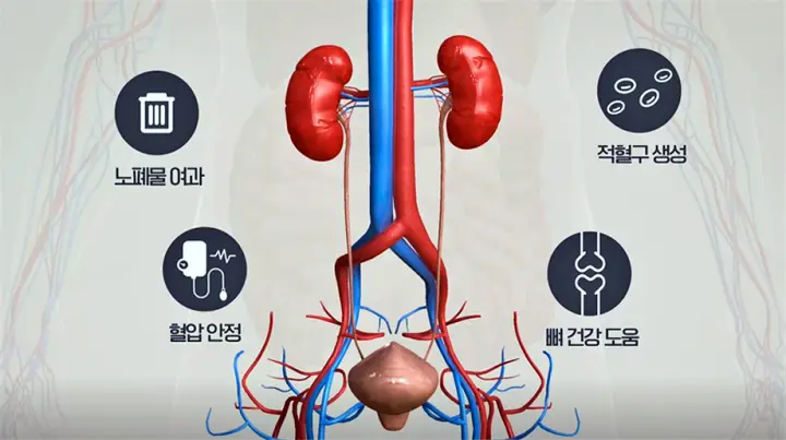 KBS 생로병사의 비밀 817회 신장 질환을 위해 하지말아야 할 콩팥 건강에 좋지 않은 생활 습관
