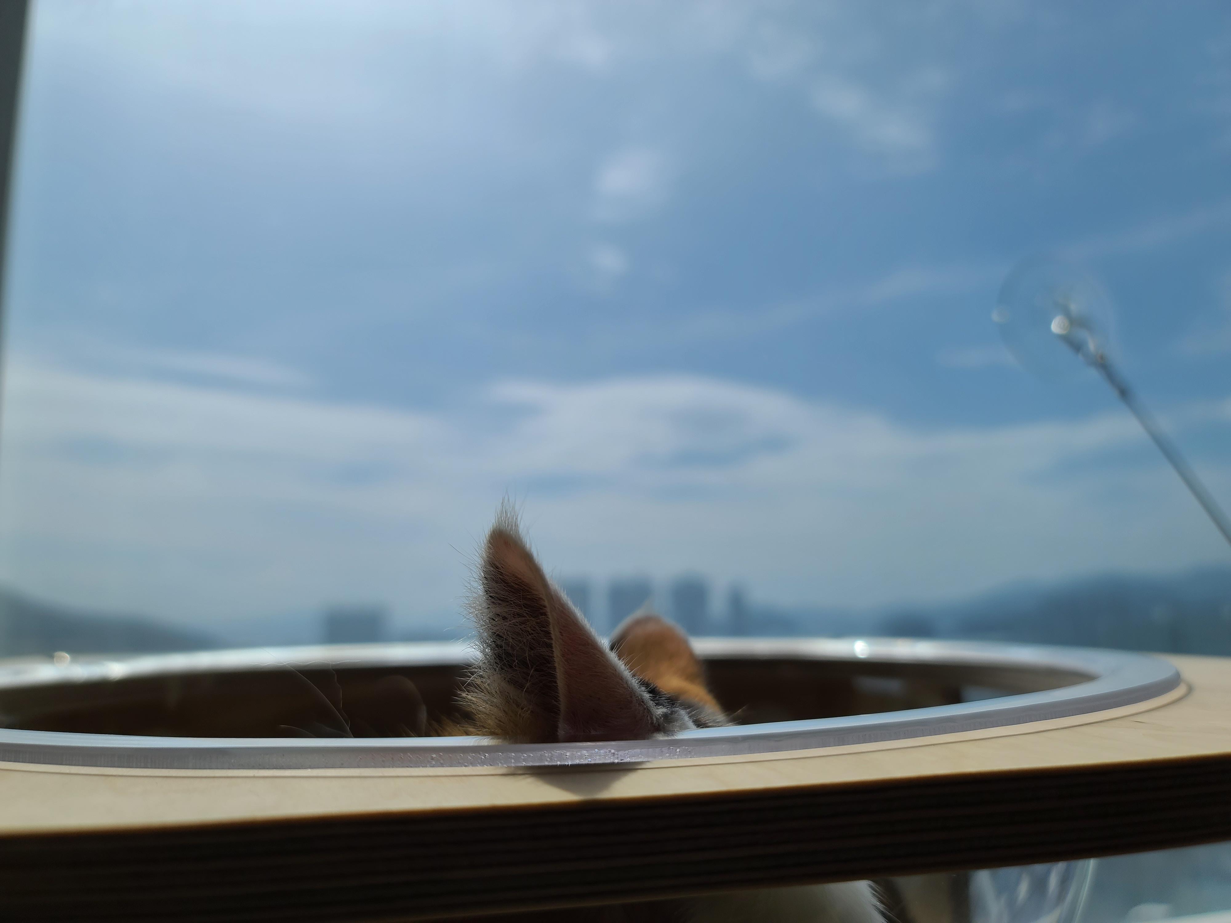 투명캣볼마니아 요미 (feat.잔뜩 눌린 볼따구)