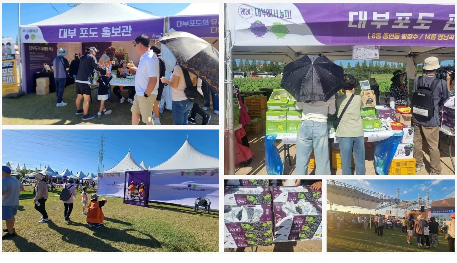 안산 대부 포도 축제 기본정보