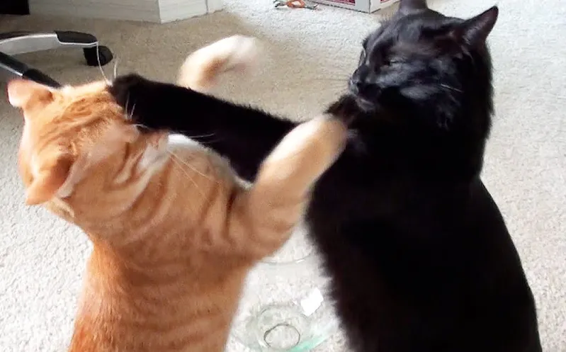 "고양이