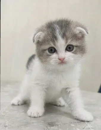 먼치킨 고양이 유전병_3