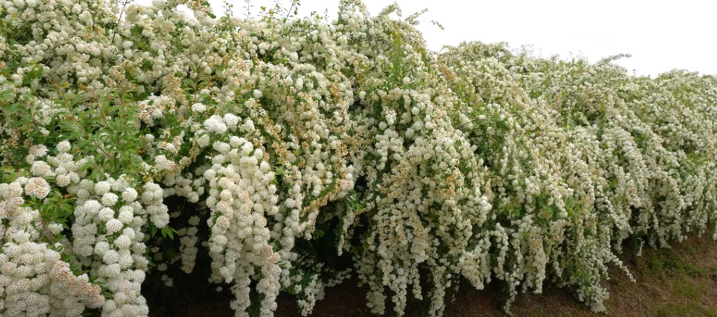 5월에 꼭 가봐야 할 적국 봄꽃 명소