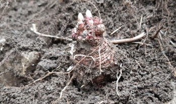 생방송투데이 이 주의 장바구니 강원도 평창 참두릅 365삼 구입 주문방법 산양삼, 오가피순, 명이나물, 고들빼기, 산더덕, 솔순, 도라지, 땅두릅