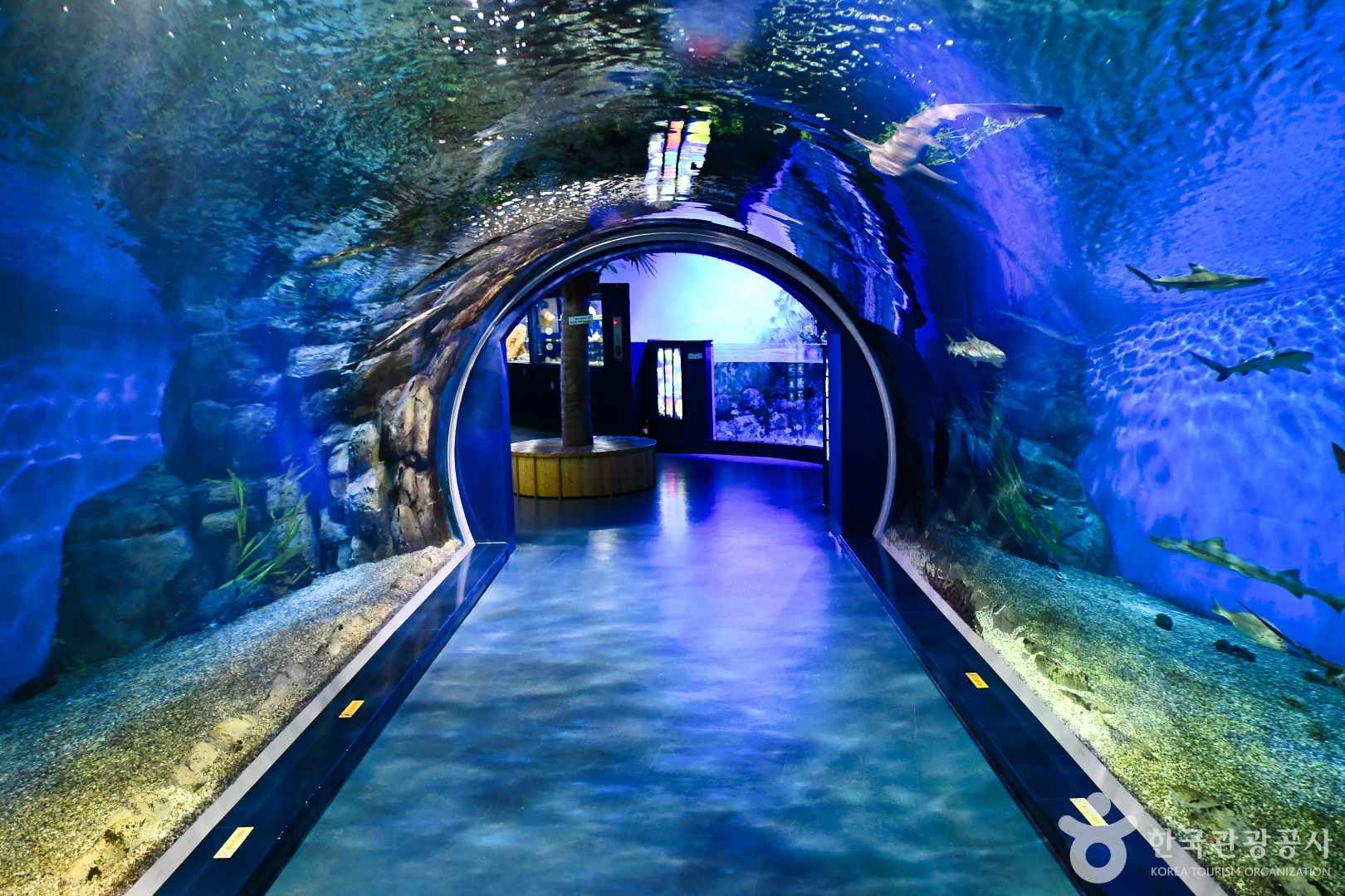 경포 아쿠아리움