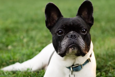 프렌치 불독.