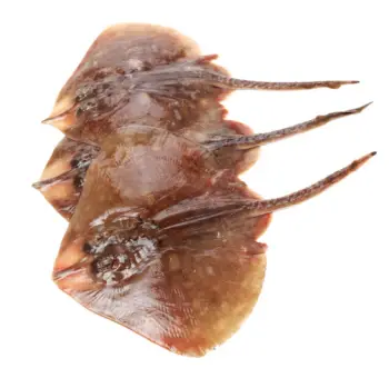 홍어 가격 및 효능&amp;#44; 영양성분 주의점