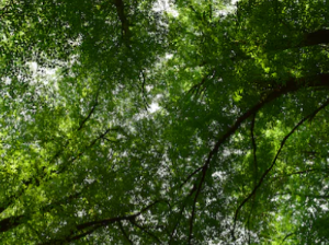 편도선이 붓는 이유