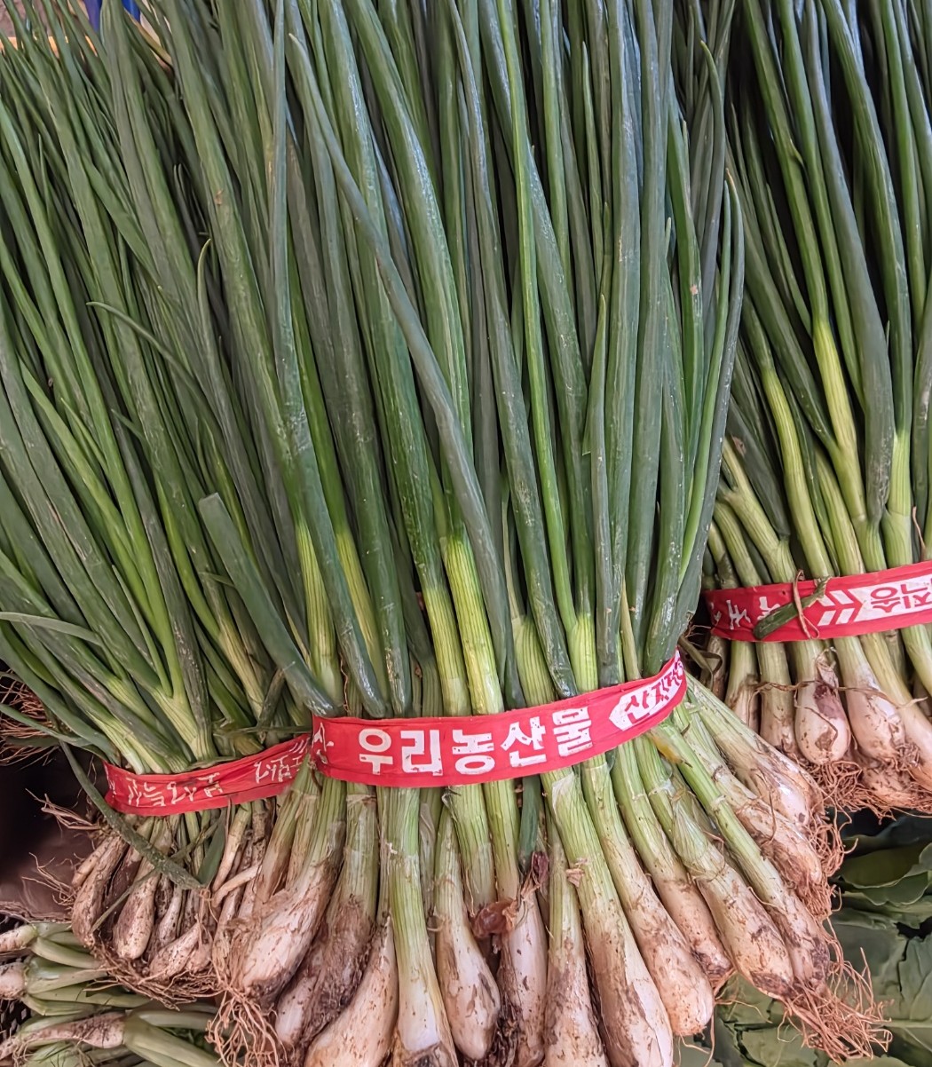 단으로 진열된 쪽파