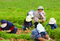 농민수당 신청자격 확인 및 지급 신청