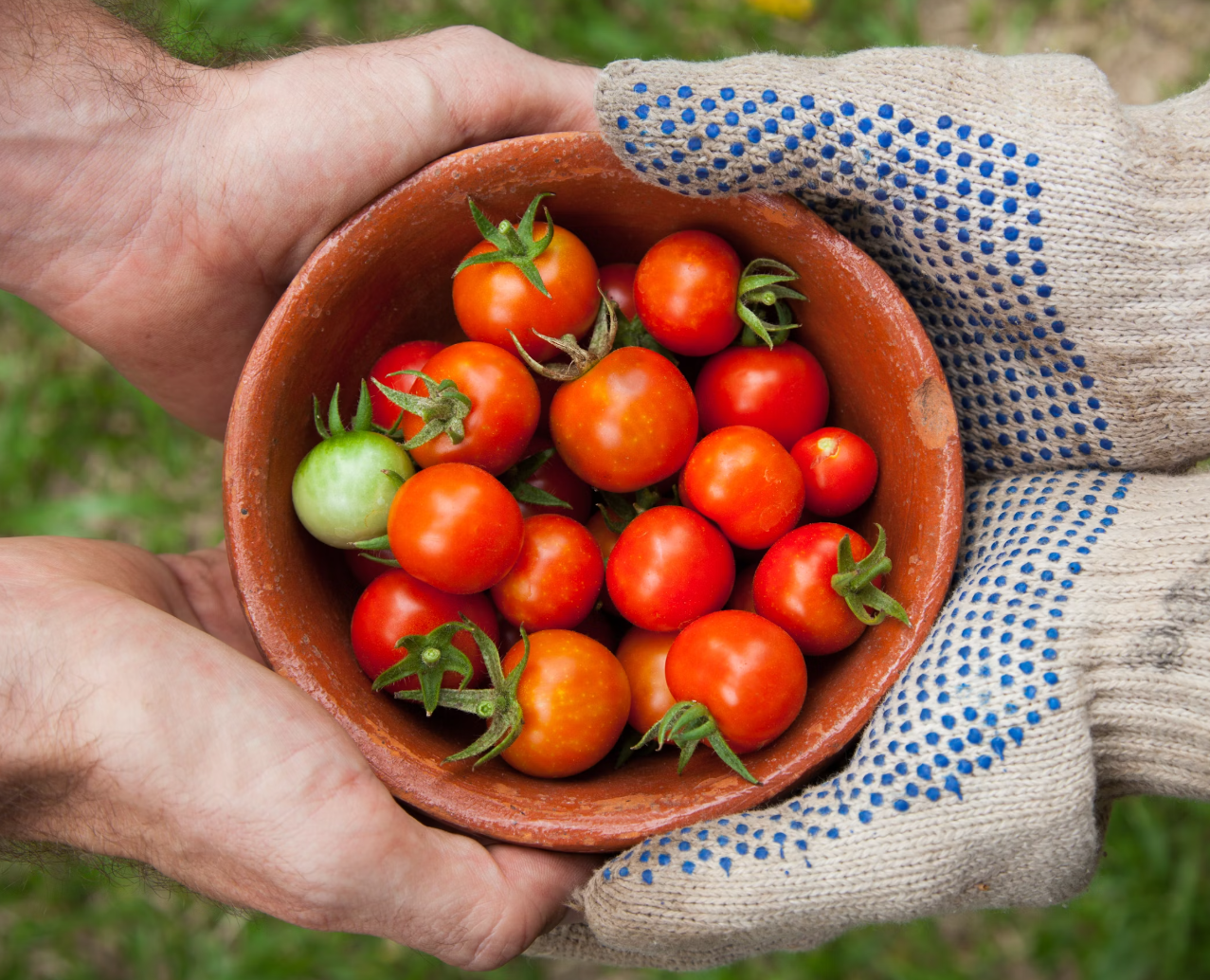 방울토마토-수확-사진