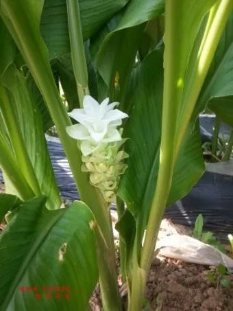 울금 관절 연고 관절통 완화 항염 작용 효능_17