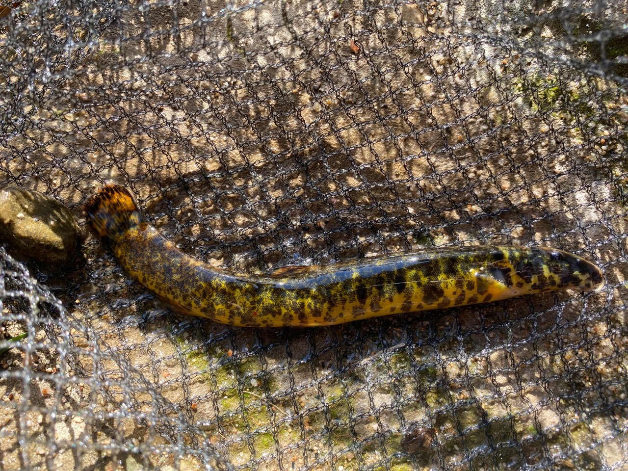 얼룩새코미꾸리 완벽정리