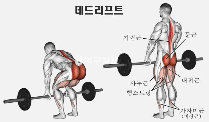 기초대사량을 높이는 근력운동