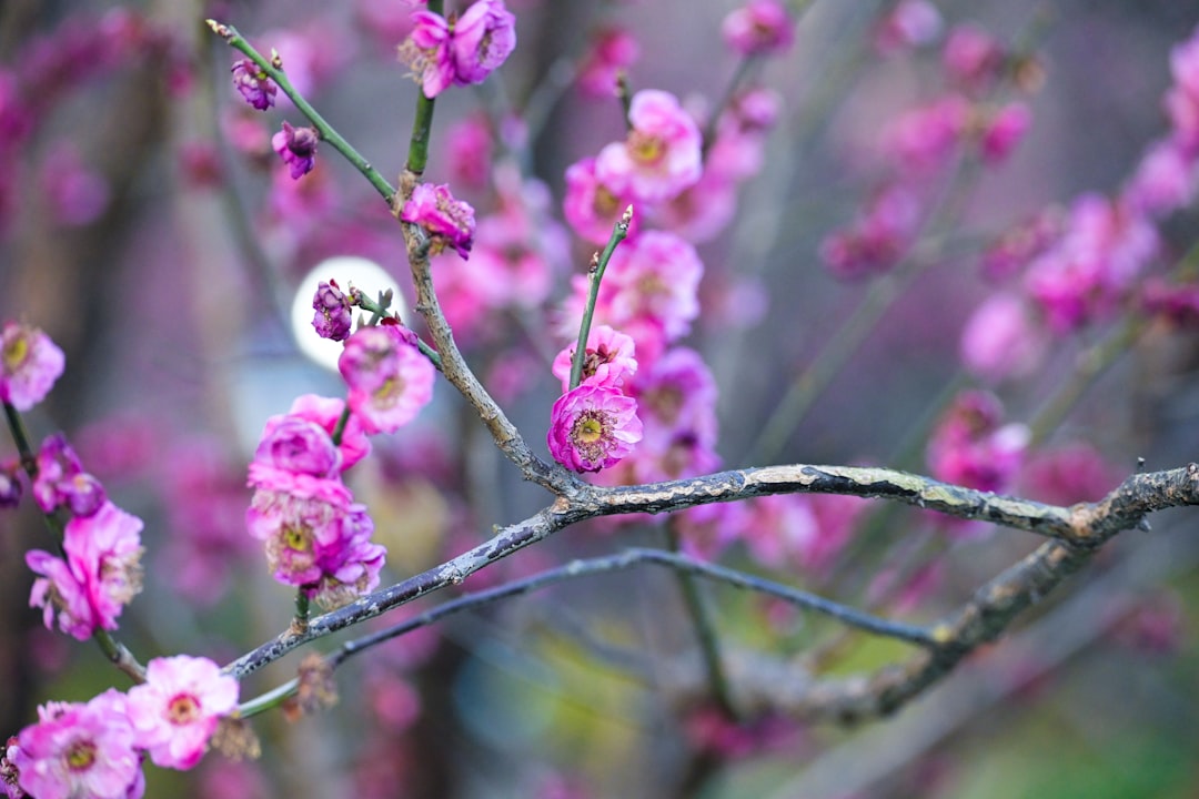 Plum blossom.