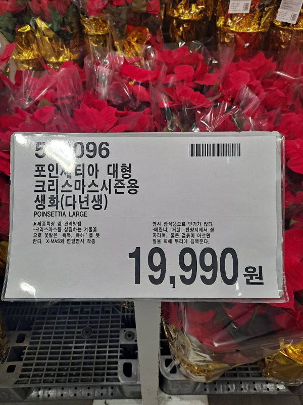 크리스마스 포인세티아