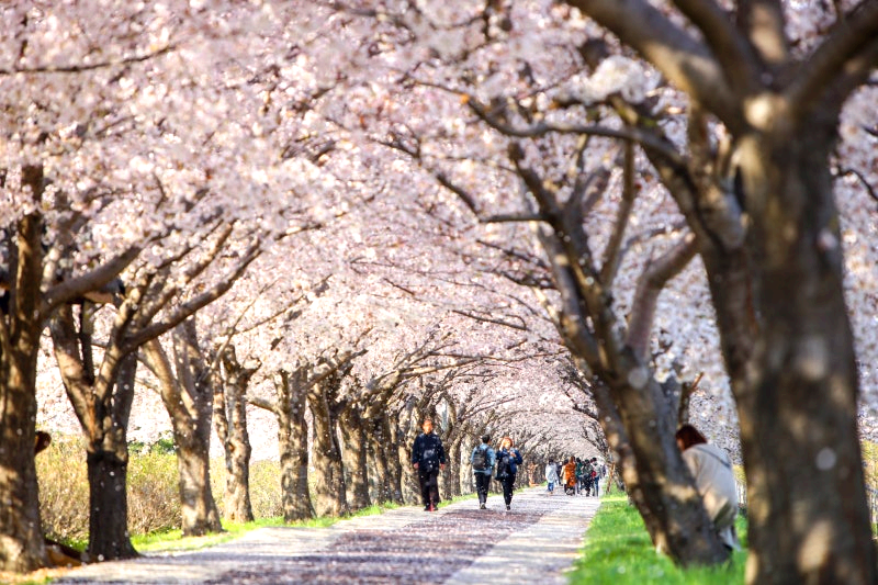 강서 낙동강 30리 벚꽃축제
