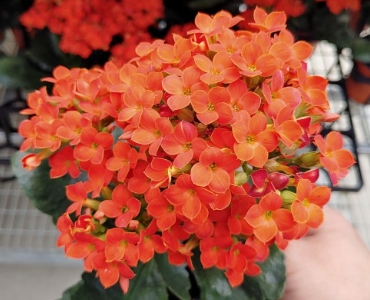 겨울 꽃 칼랑코에