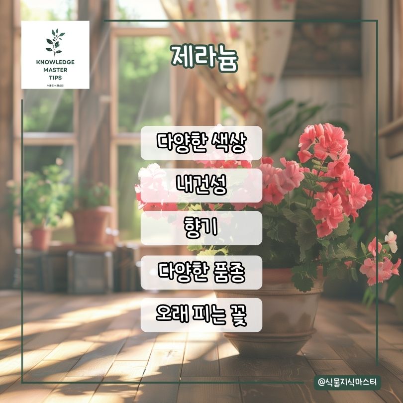 제라늄 소개