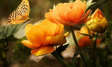 꽃 꿈해몽 67가지