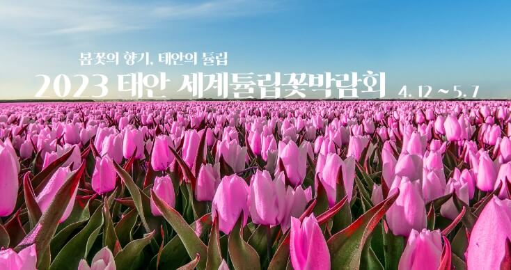 2023 태안 세계튤립박람회 홈페이지 발췌 사진