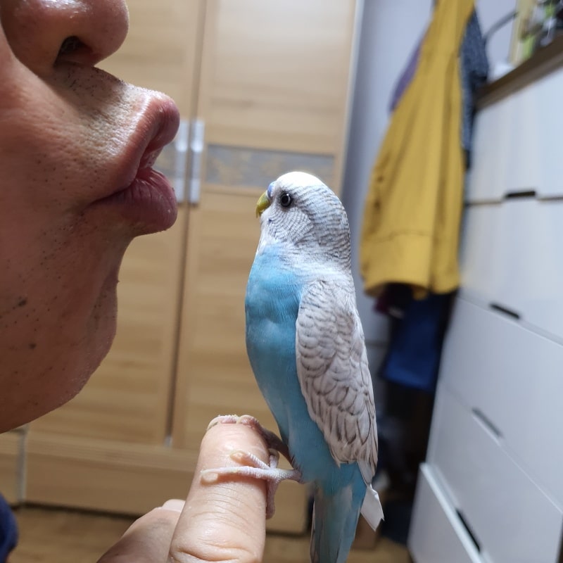 사랑앵무 소통하기