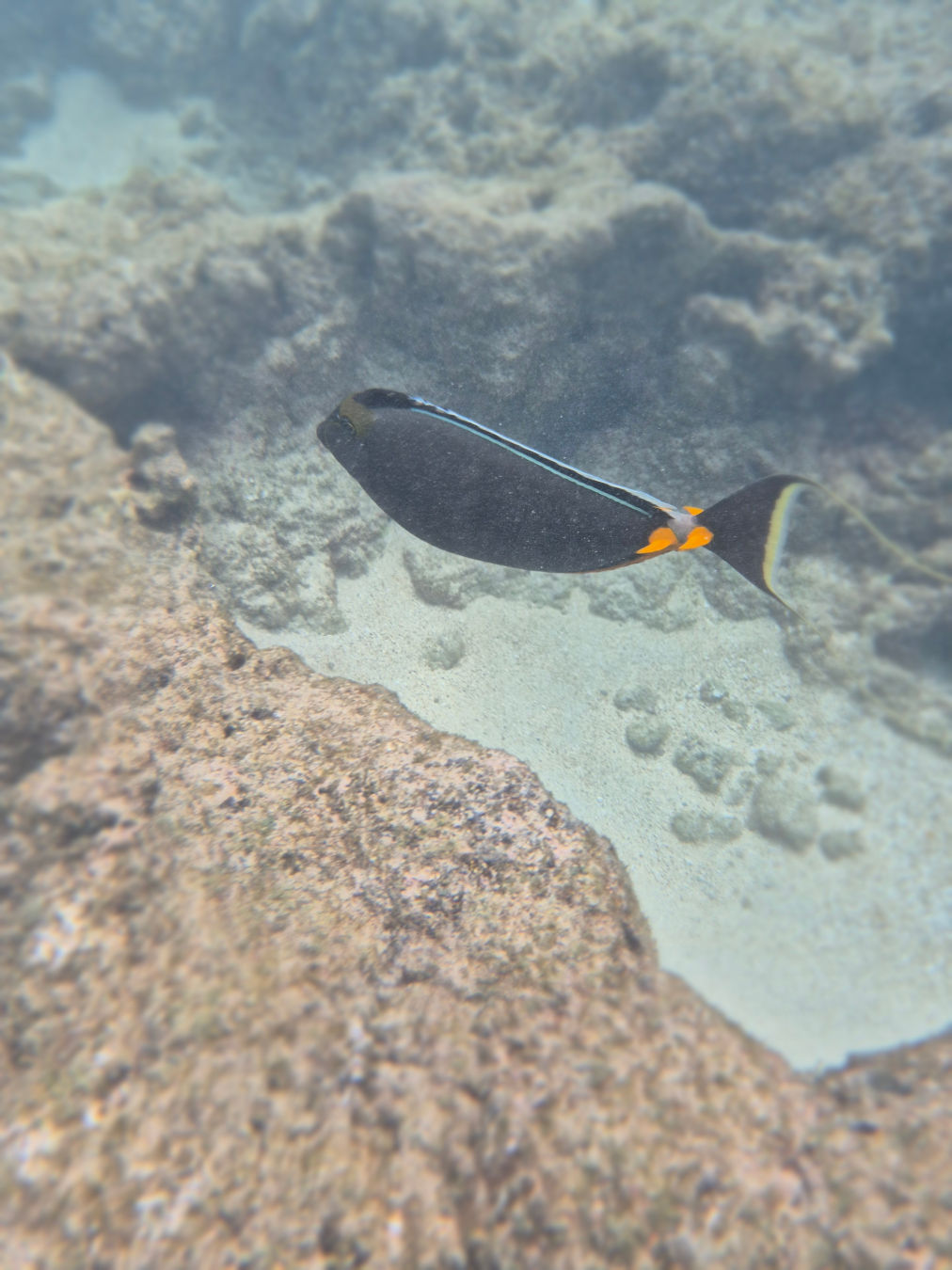 하나우마베이 스노쿨링