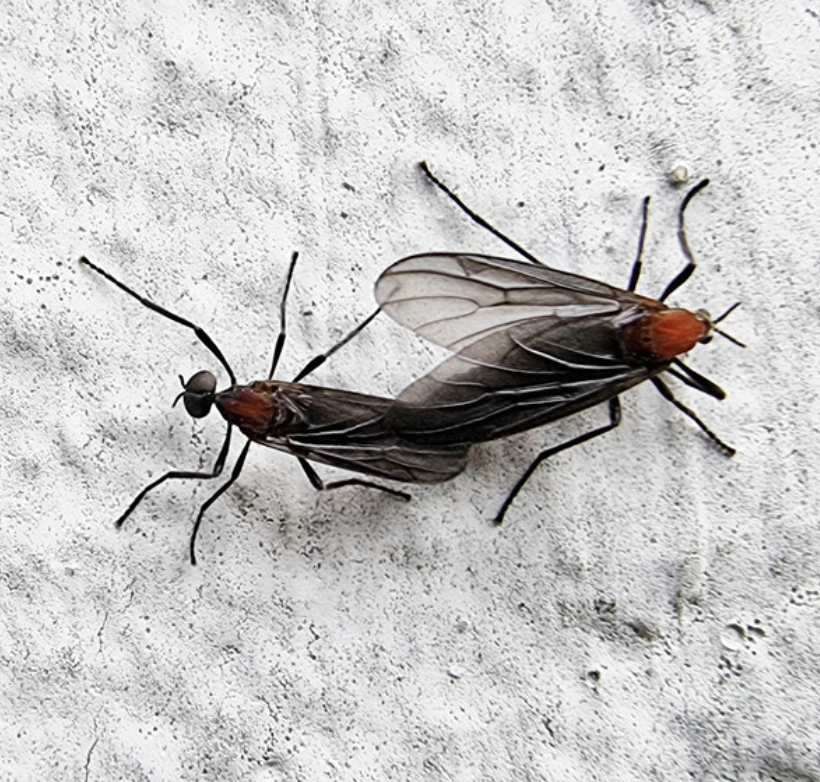 이 벌레, 정체가 뭔가요?