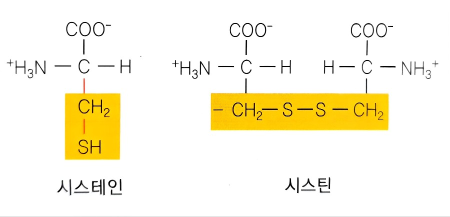 시스테인과 시스틴 구조의 비교