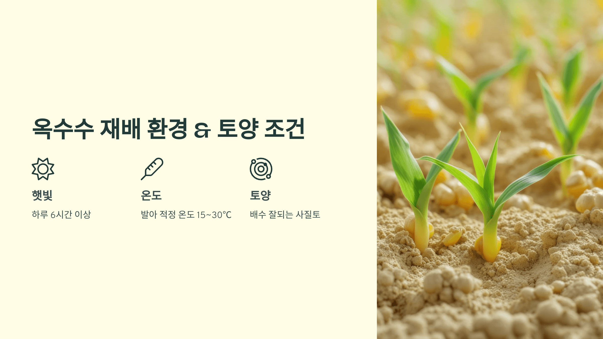 옥수수 사진입니다.