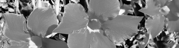 만데빌라 키우기: 햇빛