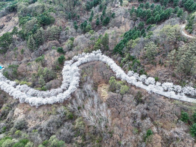 춘천 부귀리 벚꽃길