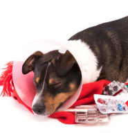 14살 노견 스케일링과 발치 치과 수술 전&amp;#44; 후 관리법