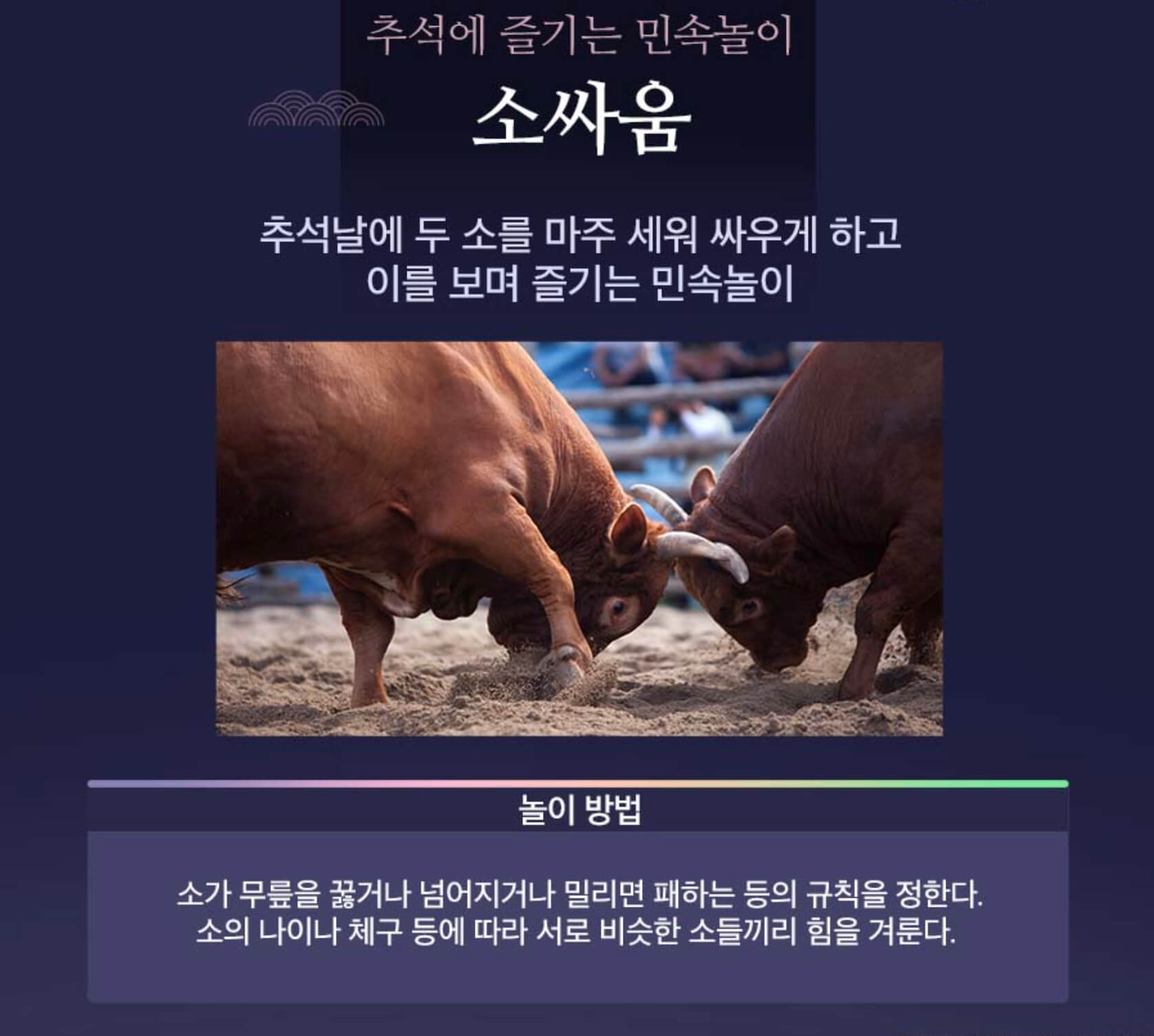 소싸움