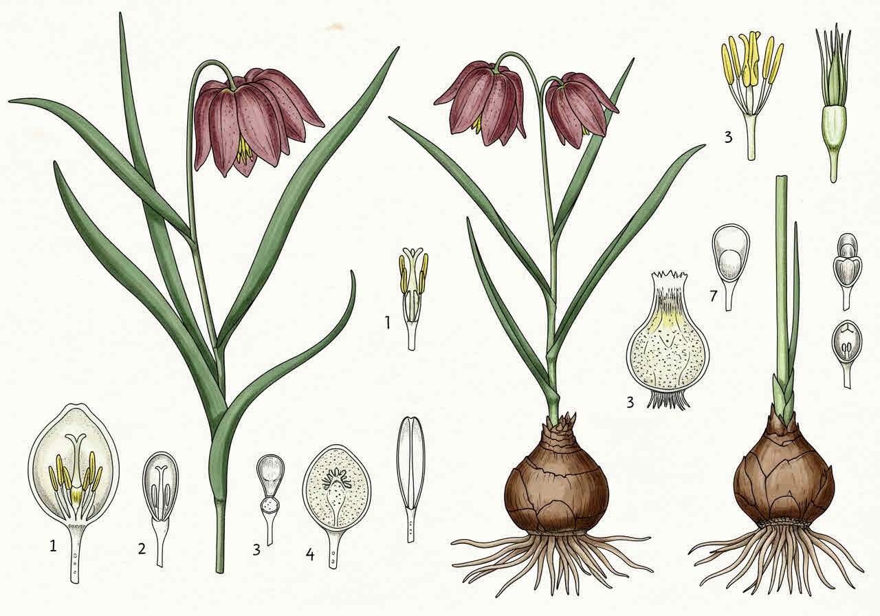 패모 효능과 부작용 완벽 가이드기침·가래·호흡기 건강에 좋은 자연 약초