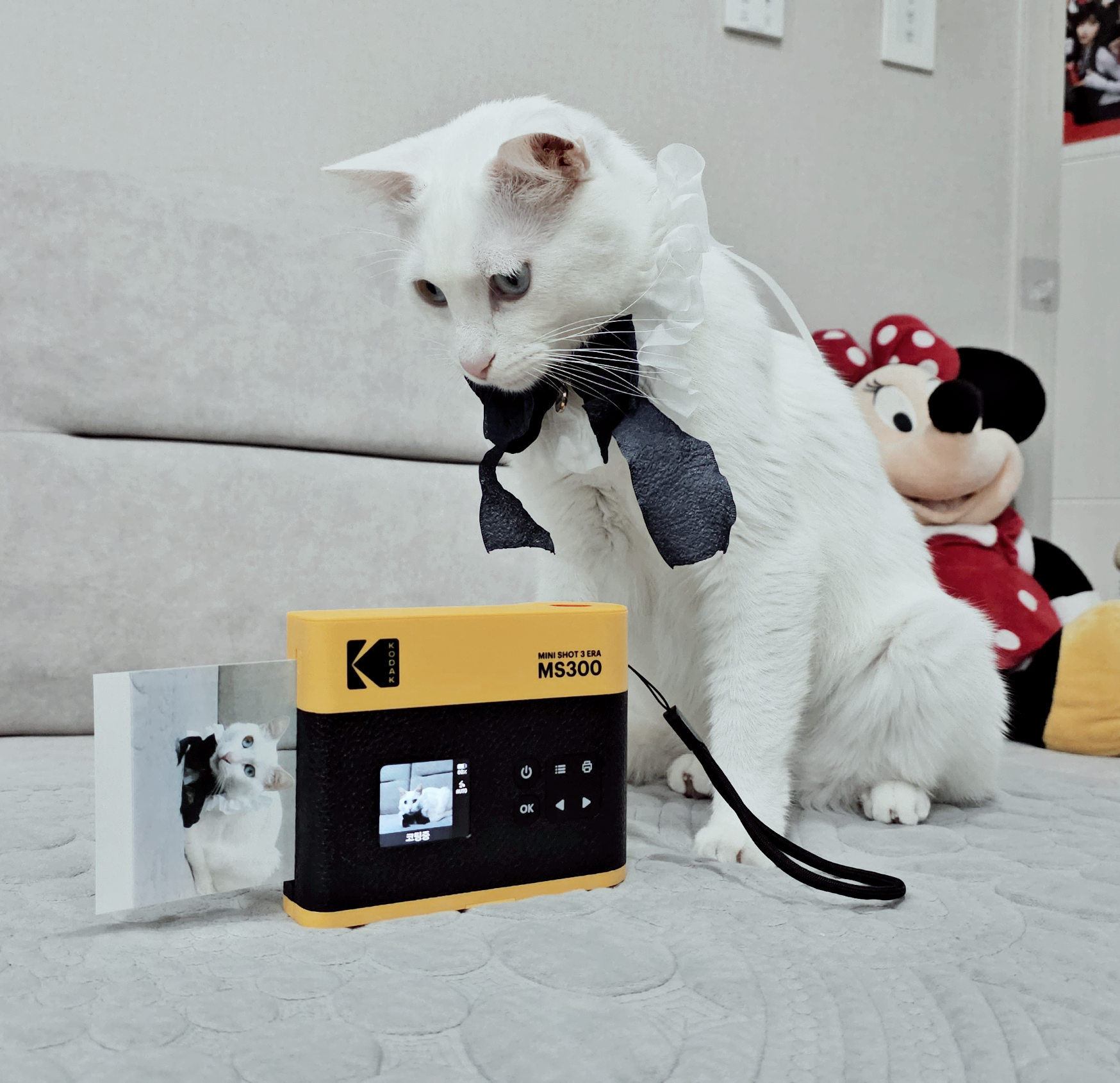 사진보는고양이