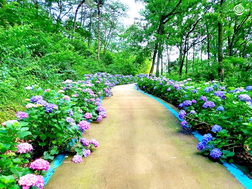 느러지전망대 수국길