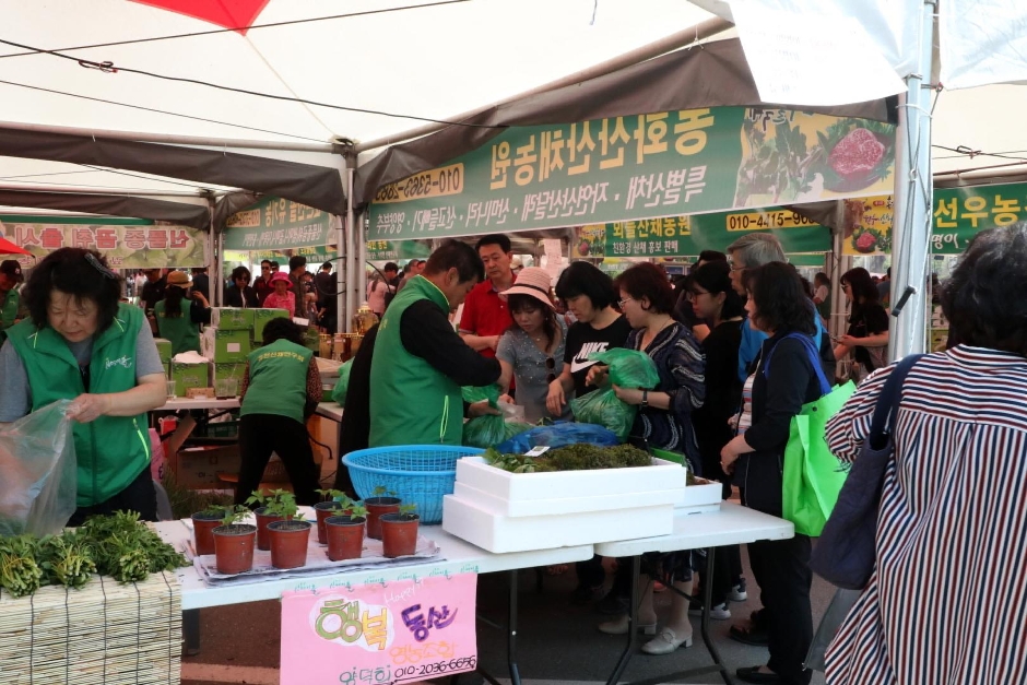  강원 N 홍천 산나물 축제 특징
