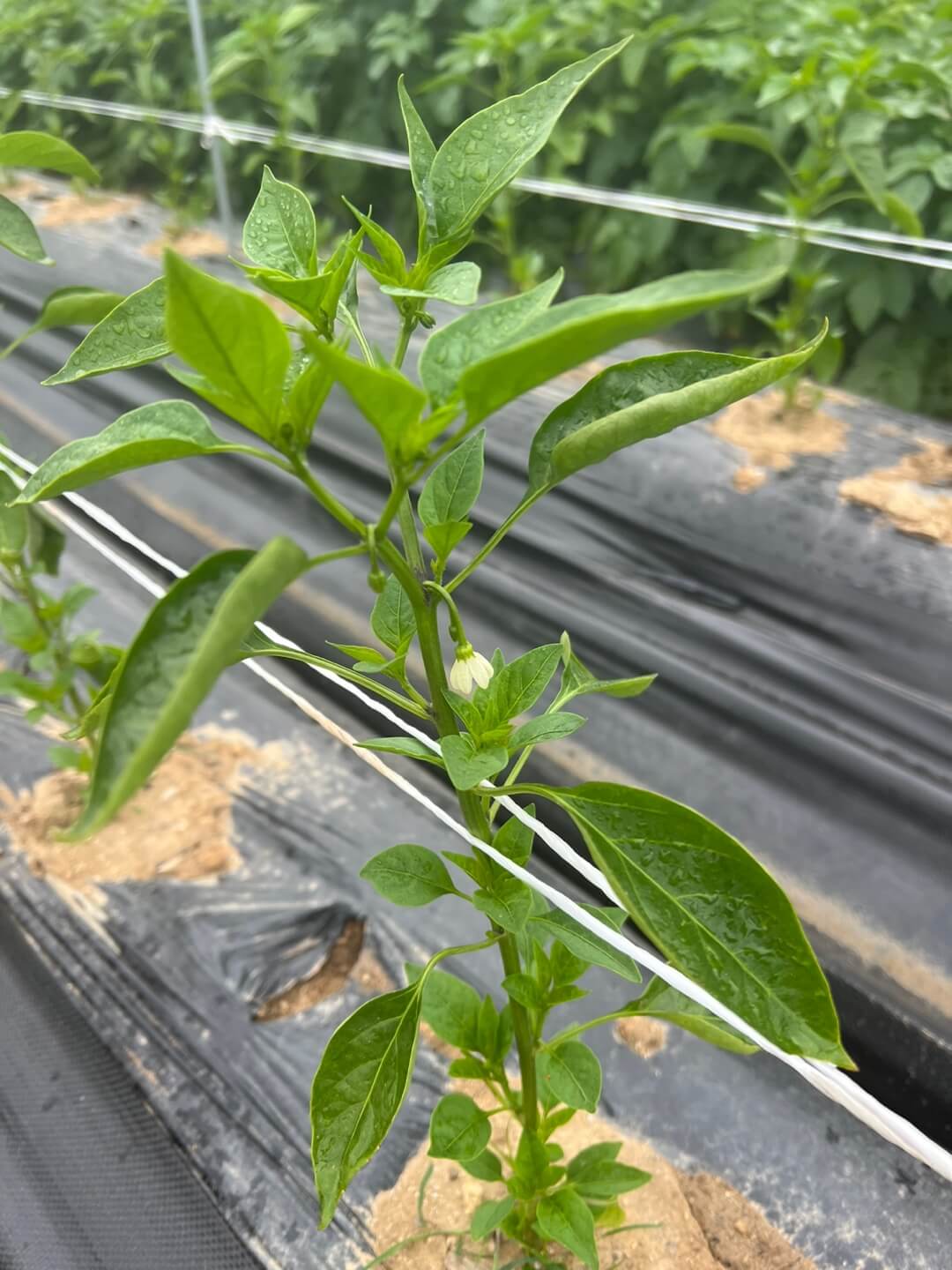 고추 여러개당 지주대 세우기