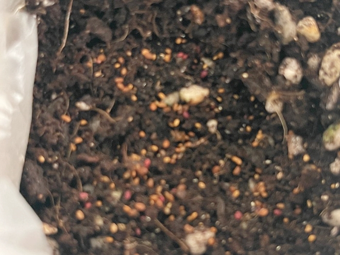 블루베리-씨앗심기